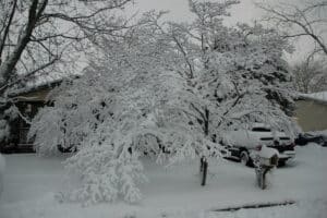 a tree covered in snow